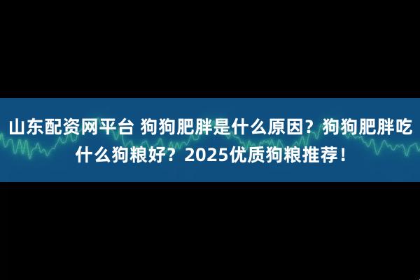 山东配资网平台 狗狗肥胖是什么原因？狗狗肥胖吃什么狗粮好？2025优质狗粮推荐！
